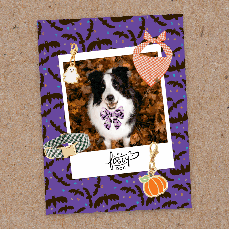 This looping GIF showcases two different collages with a playful Halloween and autumn theme. Each collage features photos of dogs and people, decorated with elements like charms, stickers, and patterned backgrounds. The designs include spooky motifs like bats and ghosts, as well as cozy fall elements like pumpkins and leaves. The collages capture a variety of fall and spooky season vibes.