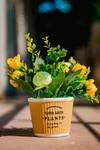 Yellow flowering plant with green leaves in a pot